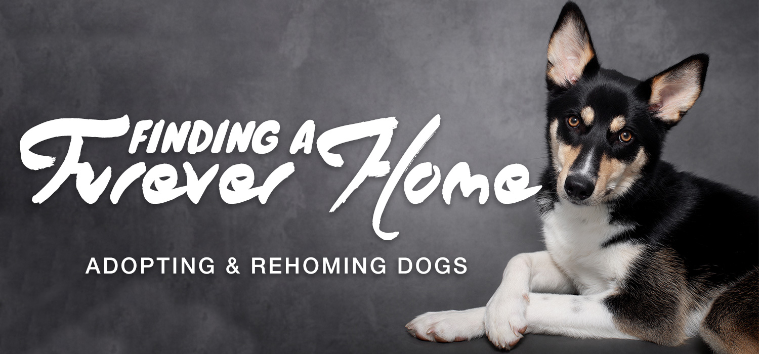 Finding a furever home
