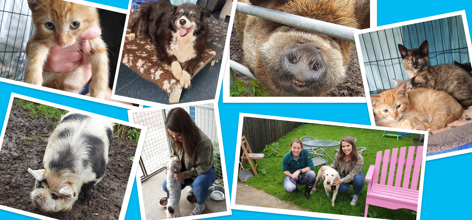 Animal Shelter