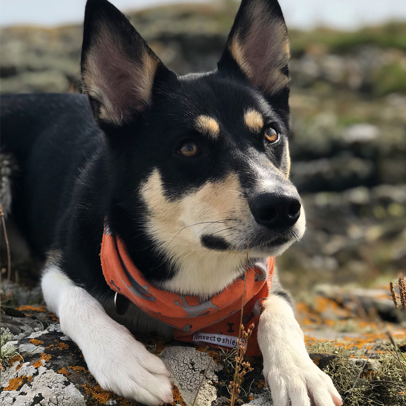 Skye the Collie Cross