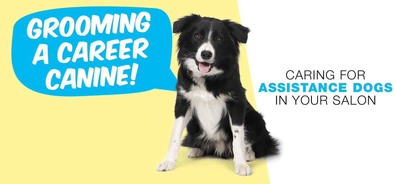 Grooming a Career Canine