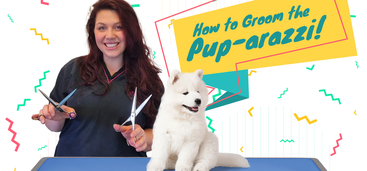 Grooming puppies