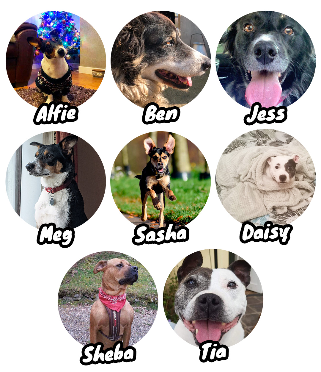 Dog names