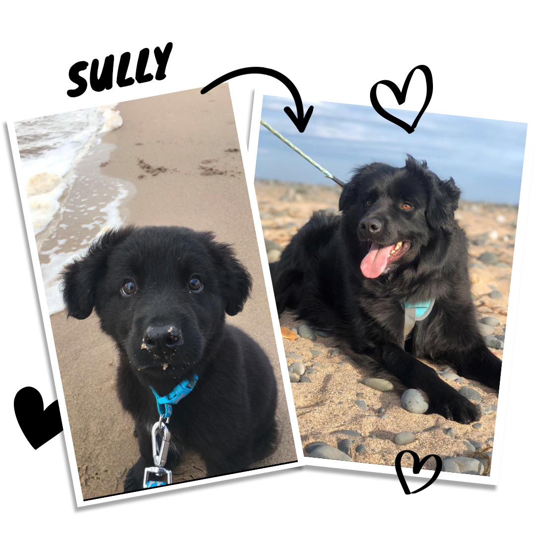 Sully Black Newfoundland Collie
