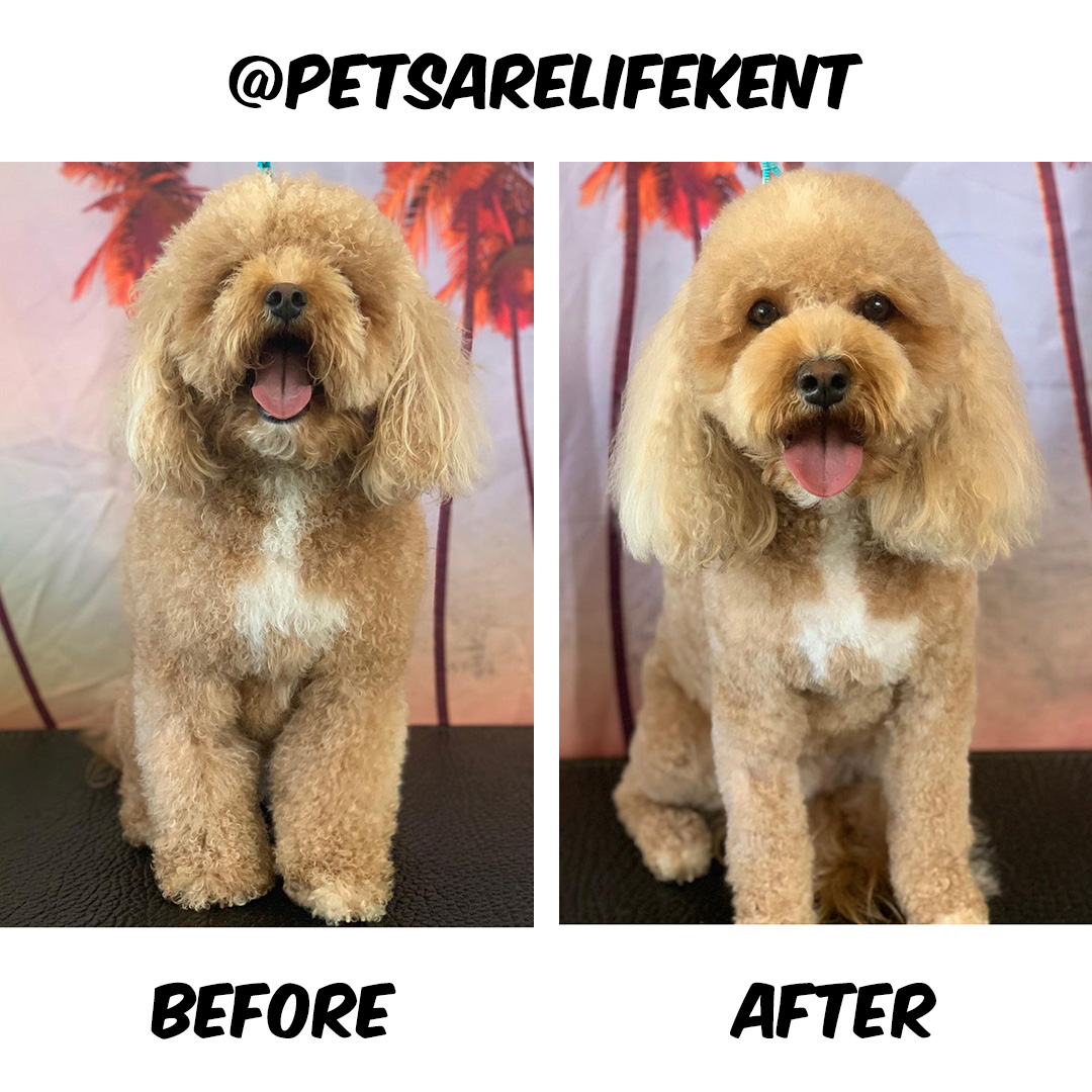 Dog Before and After Groom