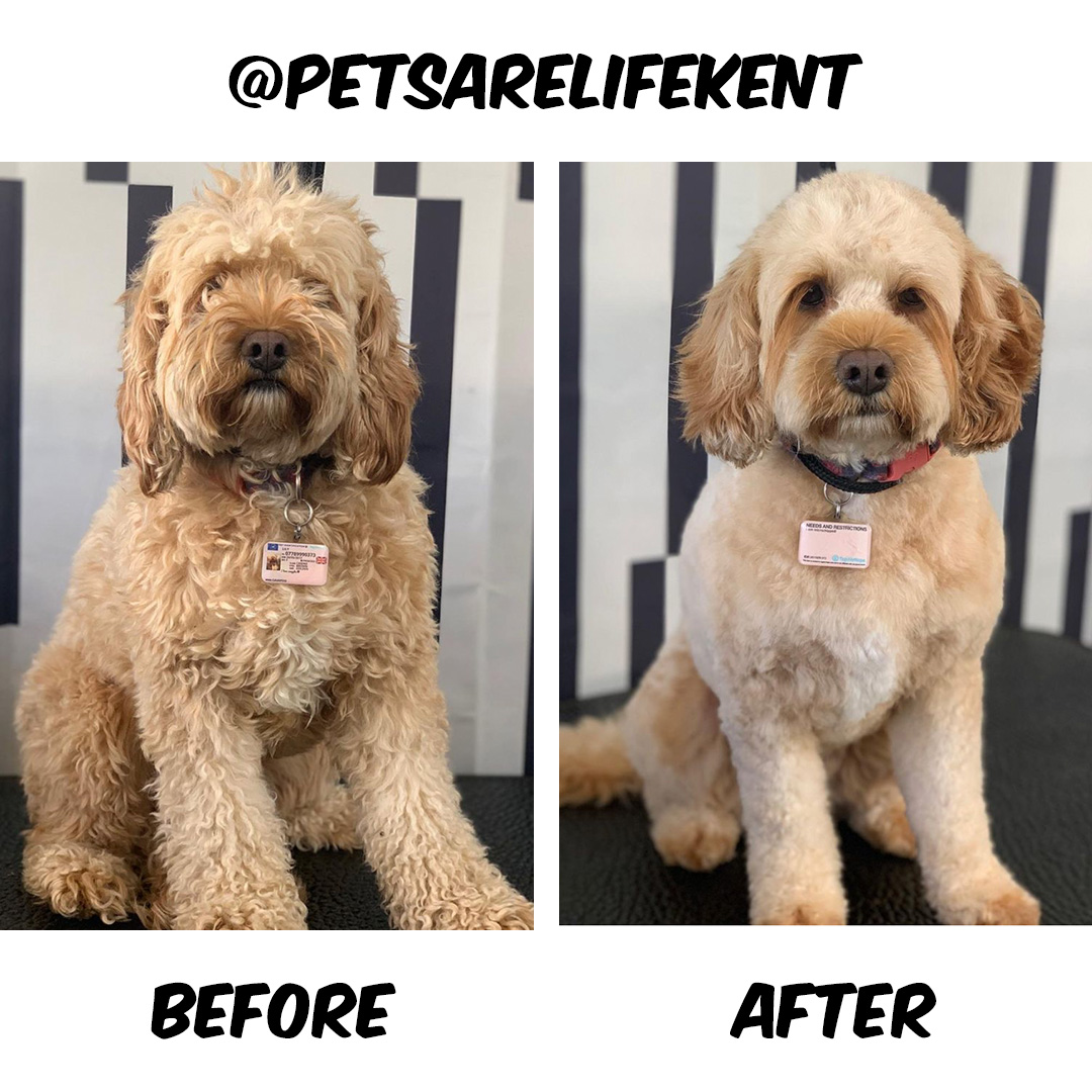 Dog Before and After Groom