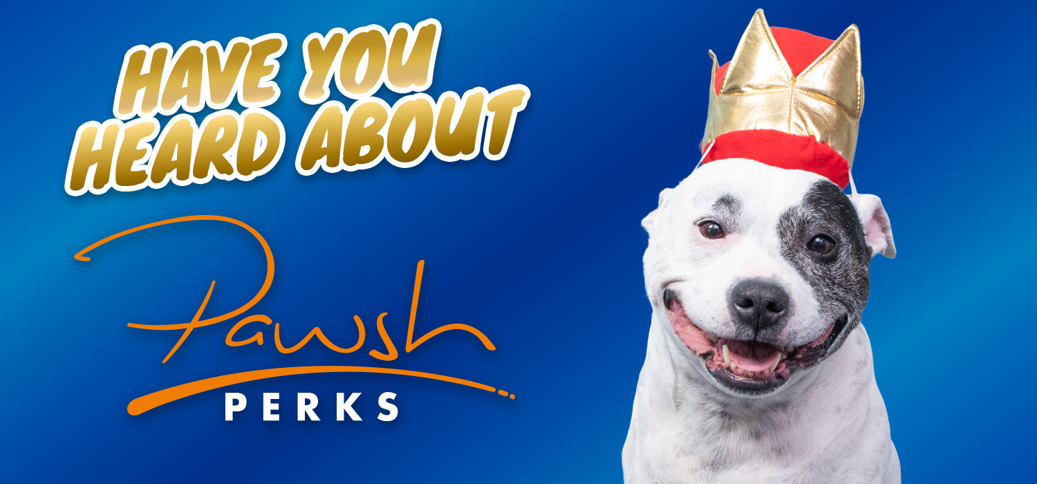 Pawsh Perks Christies Direct