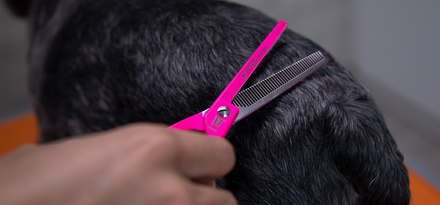 roseline thinners on black dog