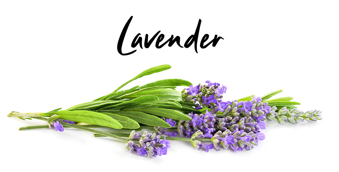 Lavender