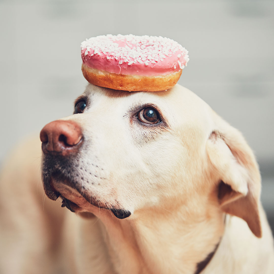 dog with donut