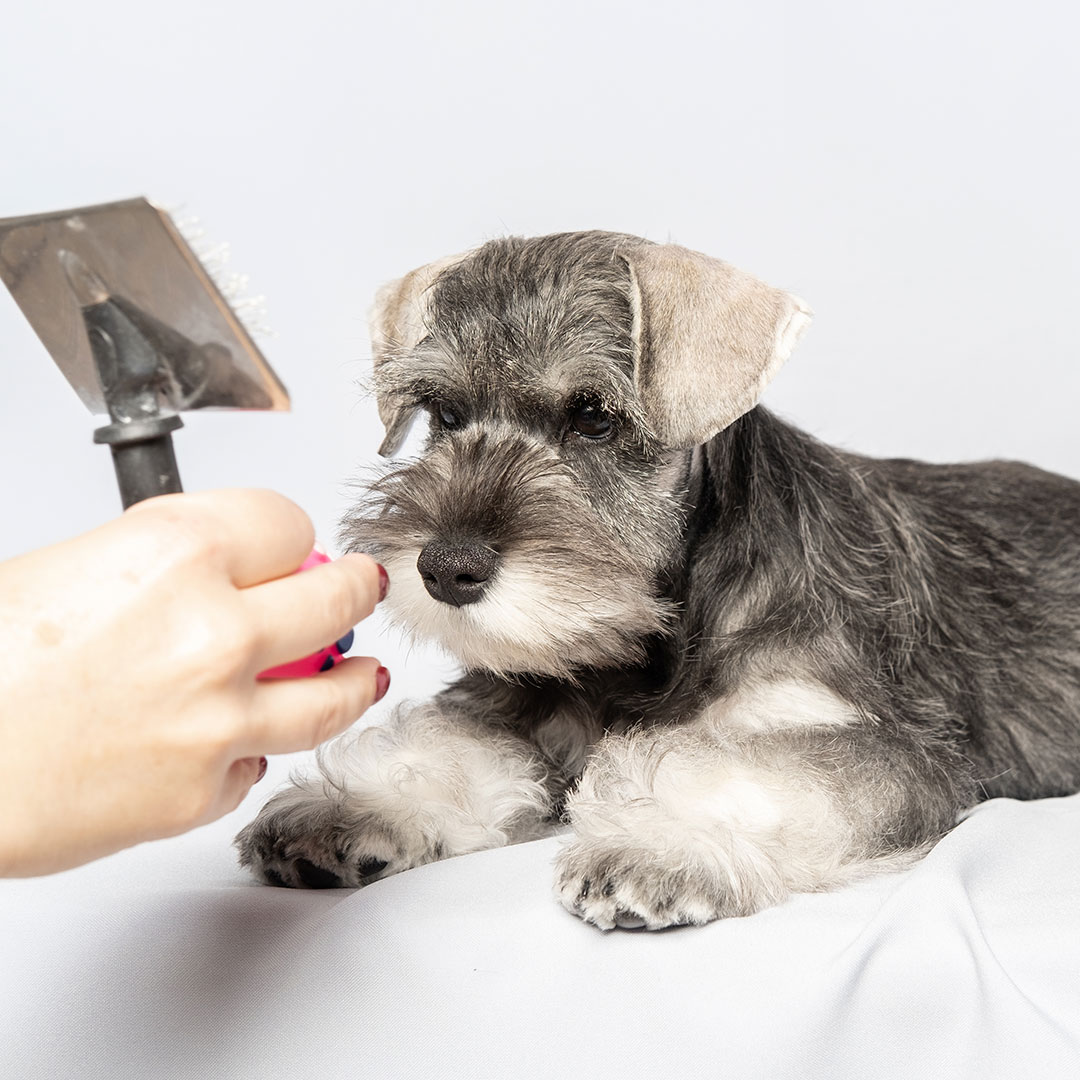 dog not wanting groomed