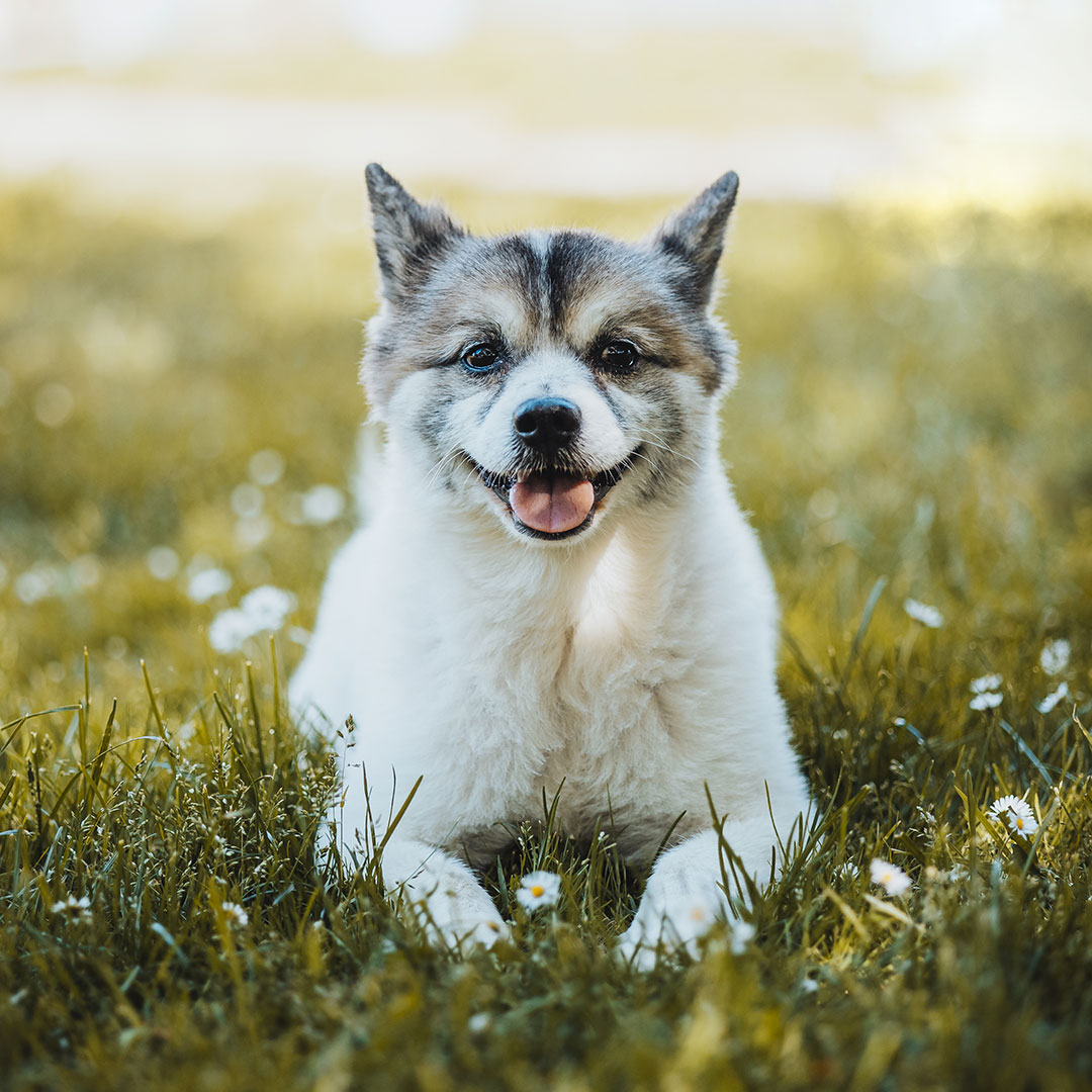dog allergies