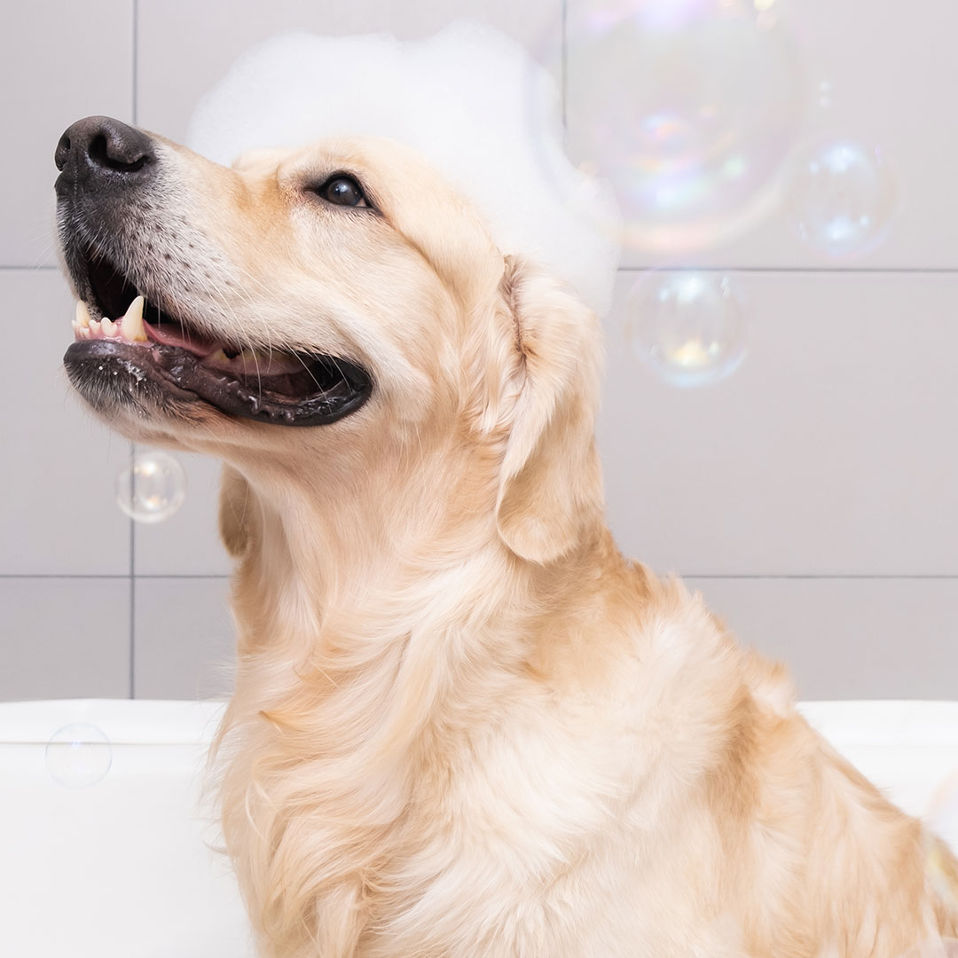 dog grooming