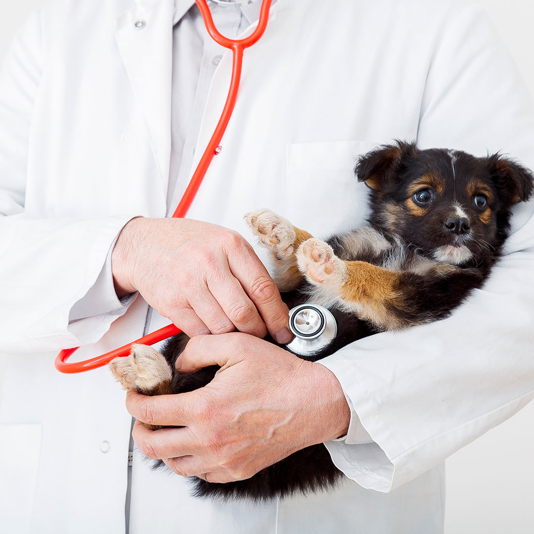 dog with vet