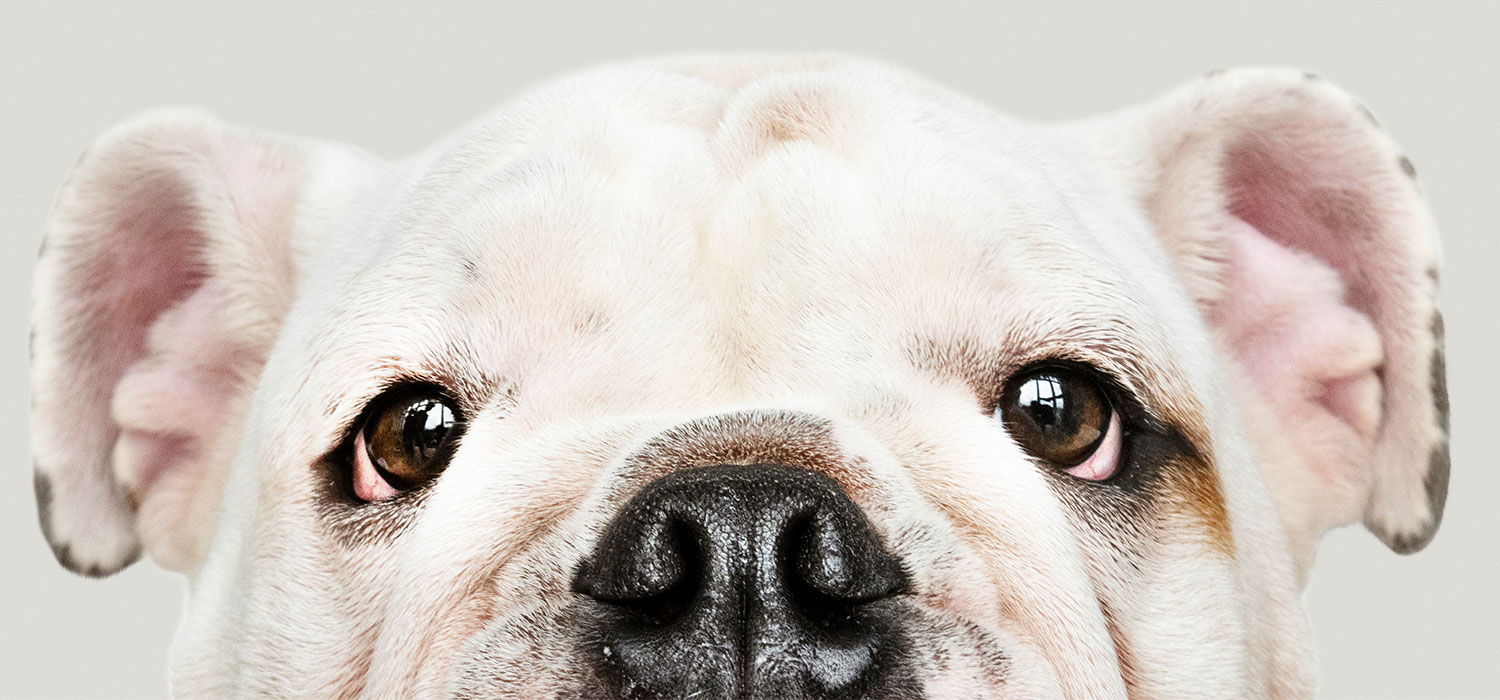 dog eyes
