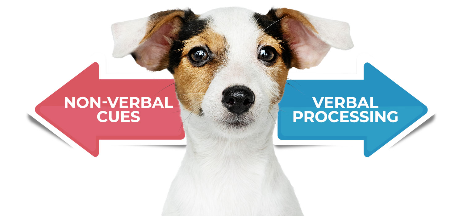 sides of a dogs brain