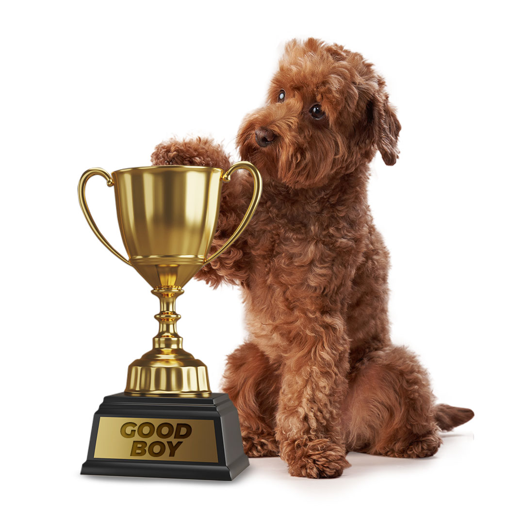 good dog