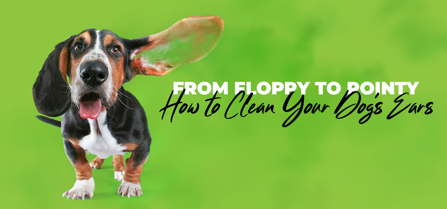dog with dirty ears