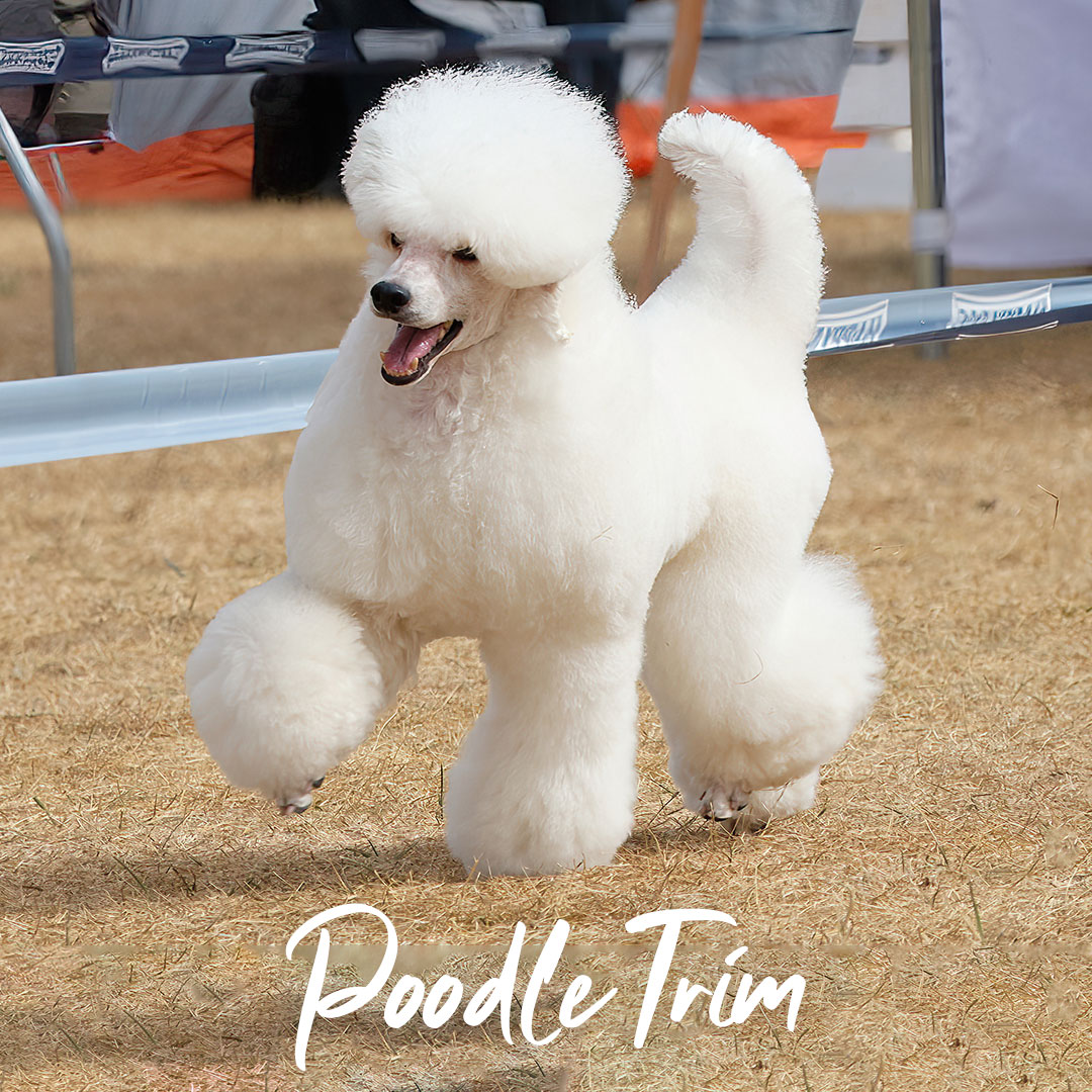 poodle dog groom