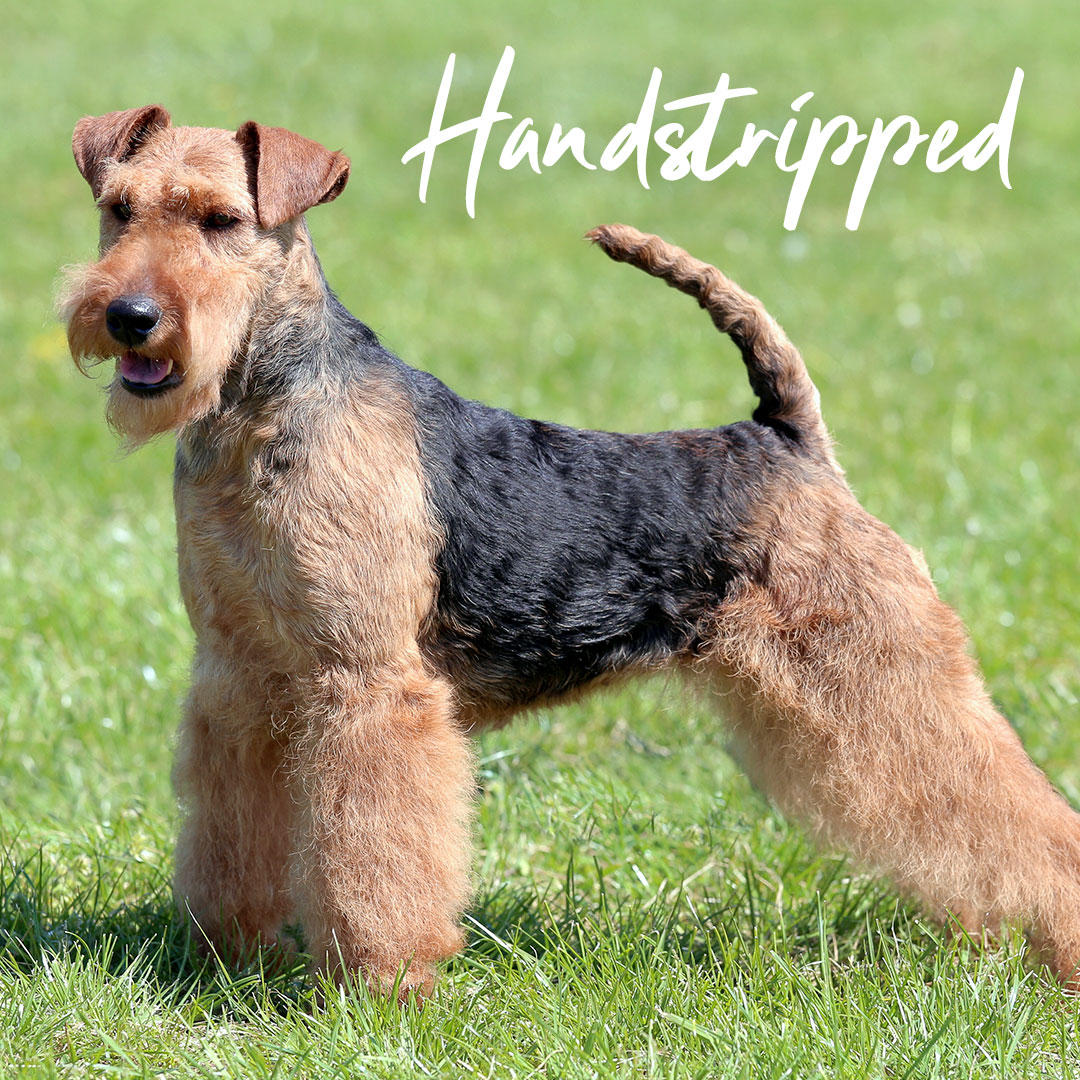 handstripped dog
