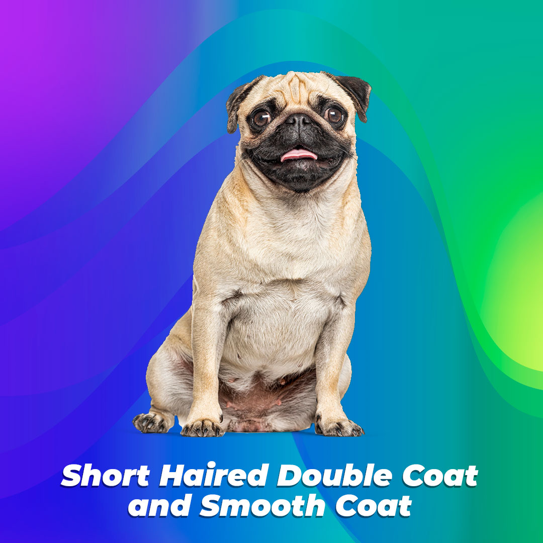 short haired double coated dogs