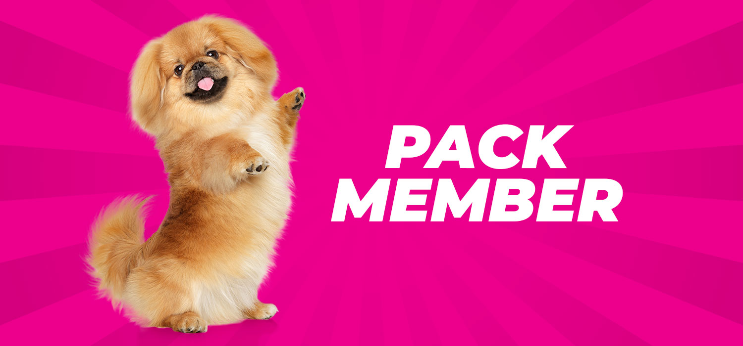 pomerianian with pack member written