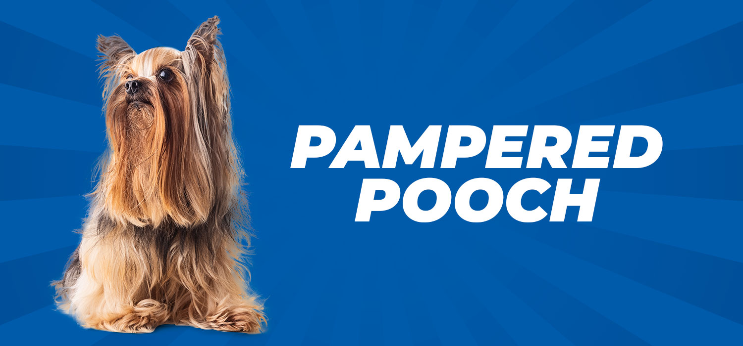 Yorkie with text pampered pooch