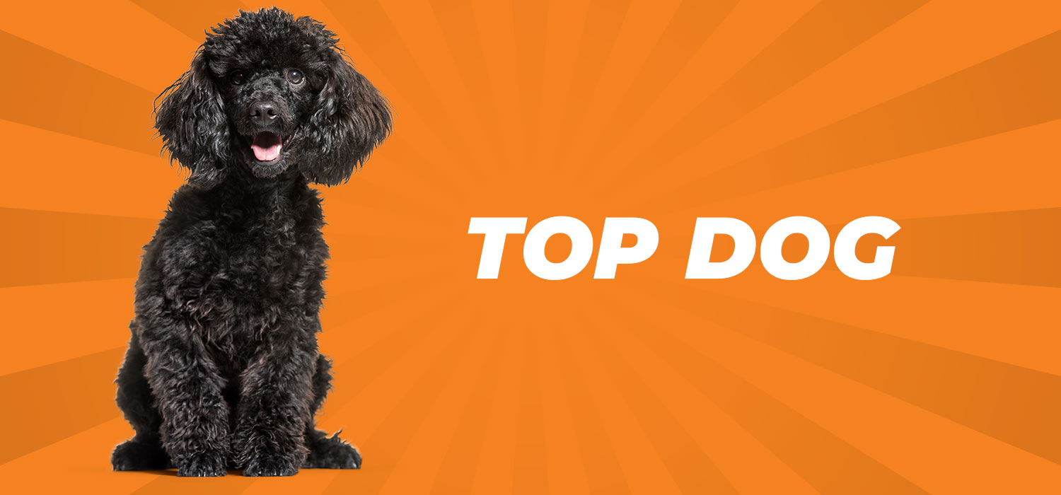 top dog text with dog