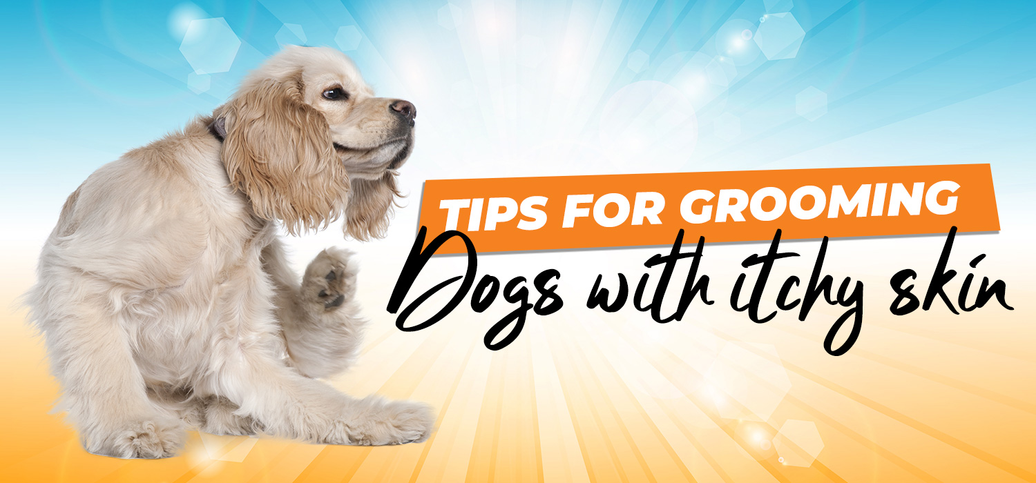 dog scratching itself with text tips for grooming dogs with itchy skin