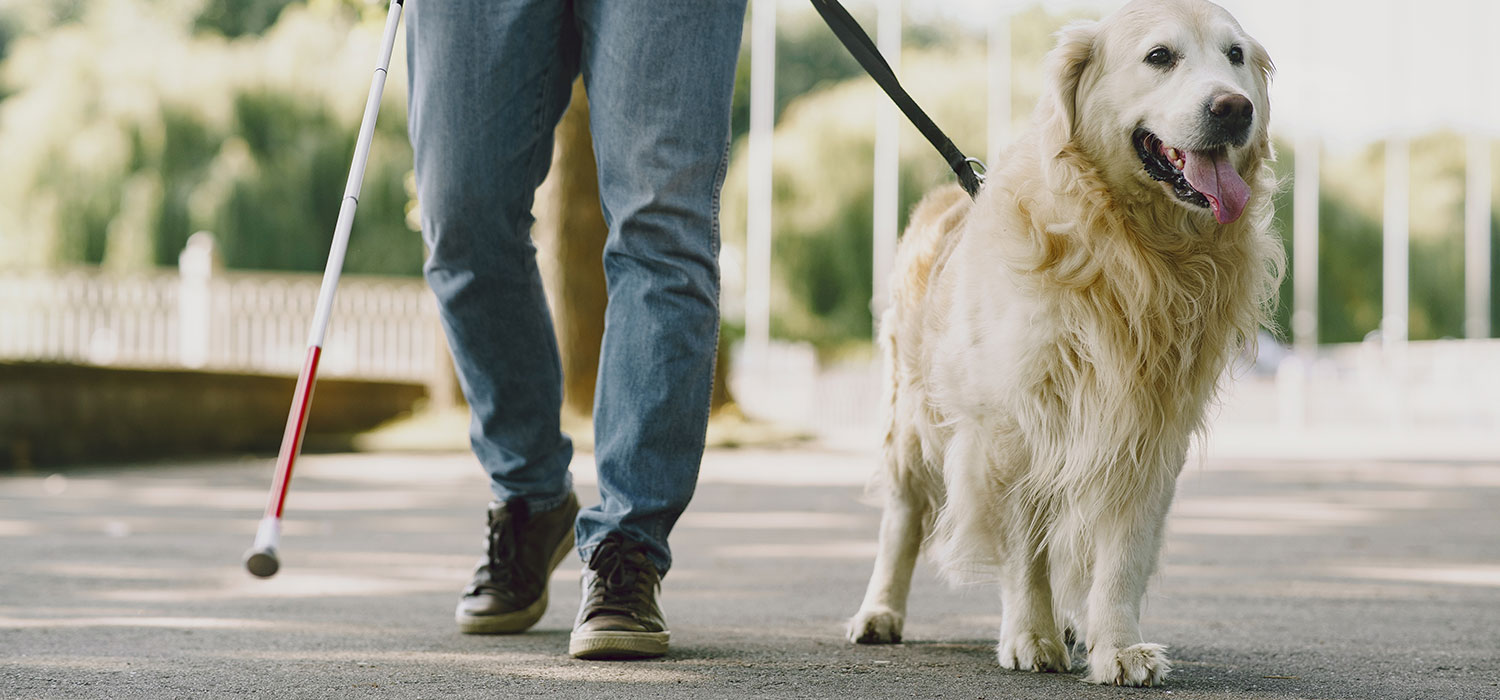 guide dog