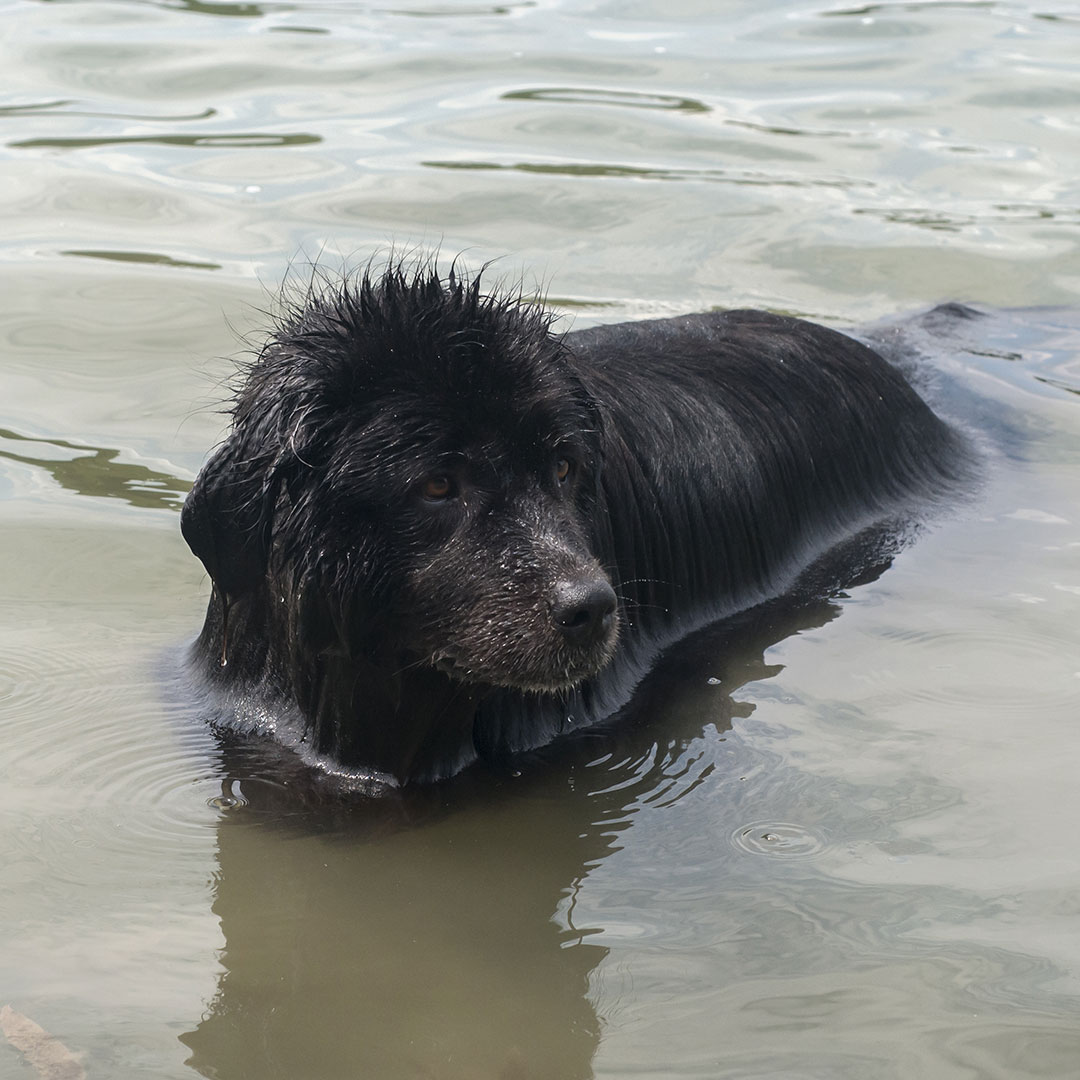 water rescue dog