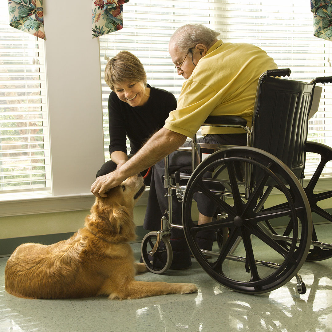 therapy dog