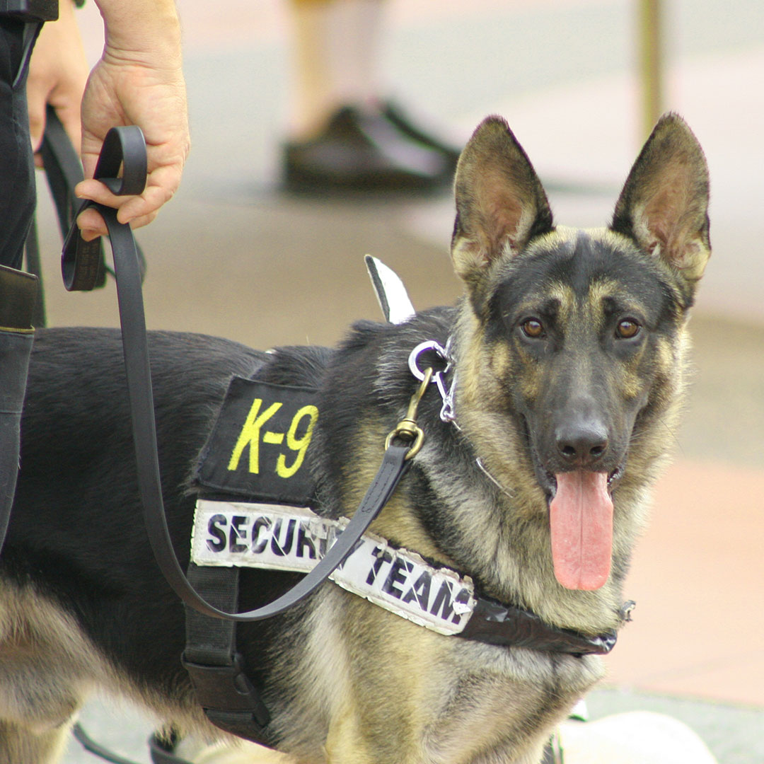 police dog