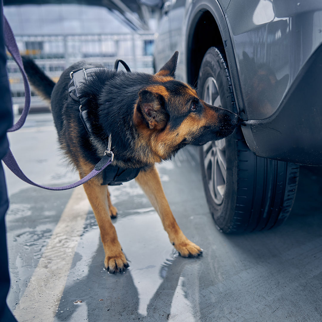 sniffer dog
