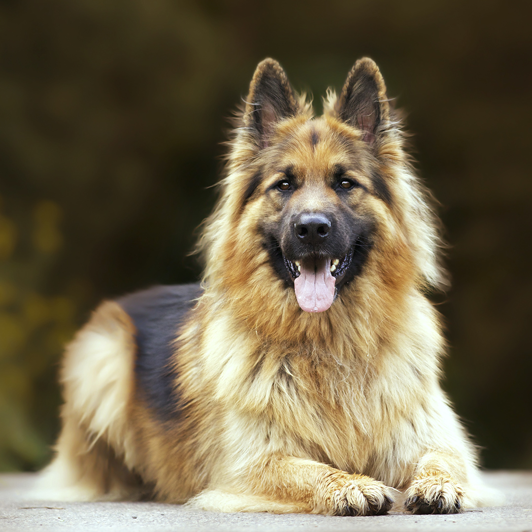 rescue dog