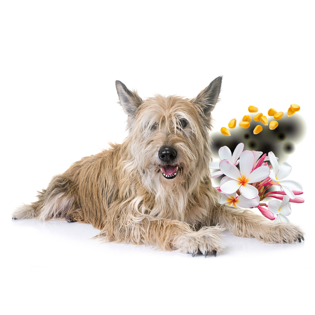 dog with skin allergies