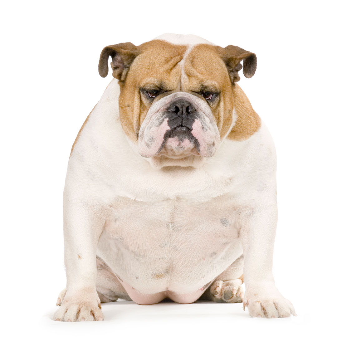 dog at risk to skin infection