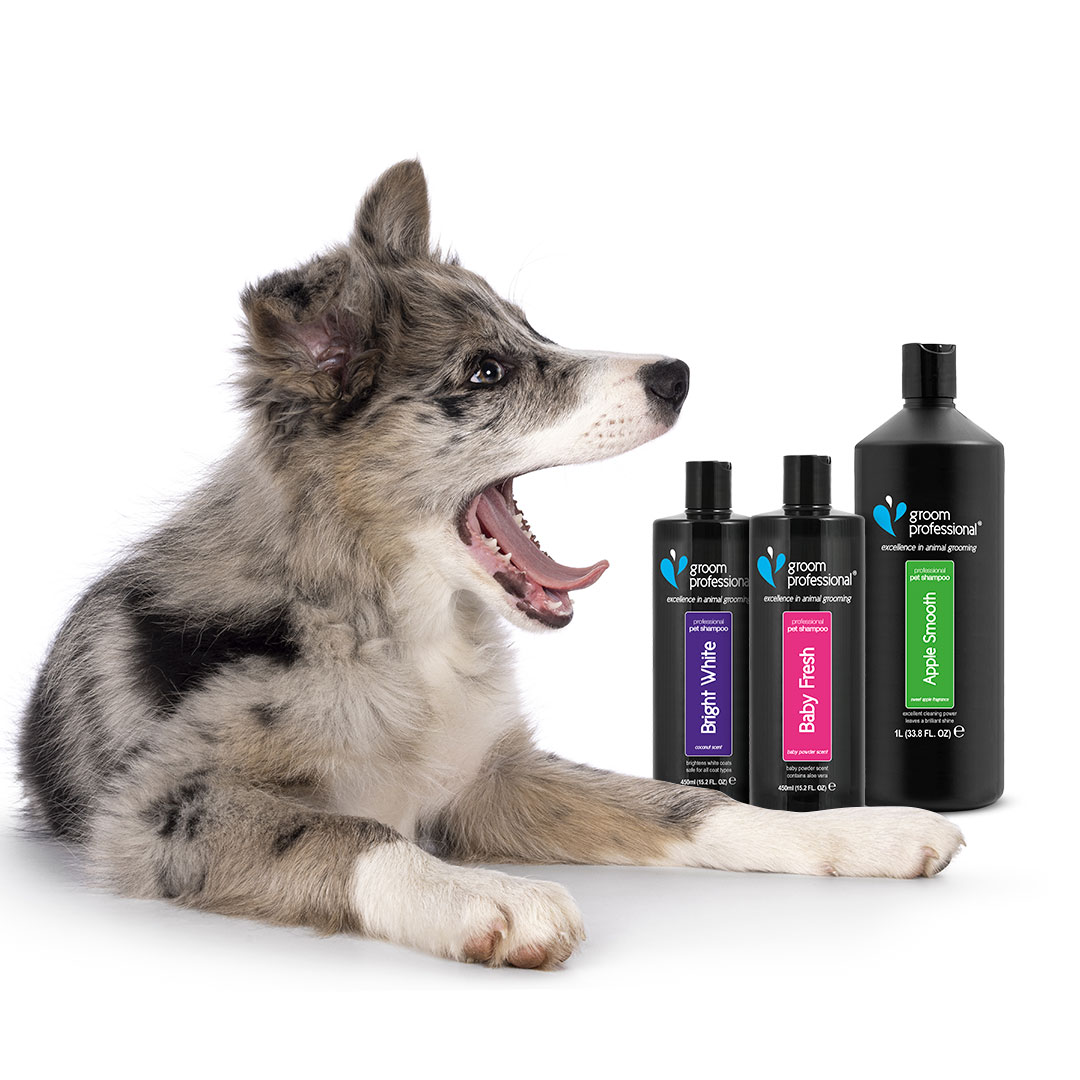 dog with groom professional shampoo