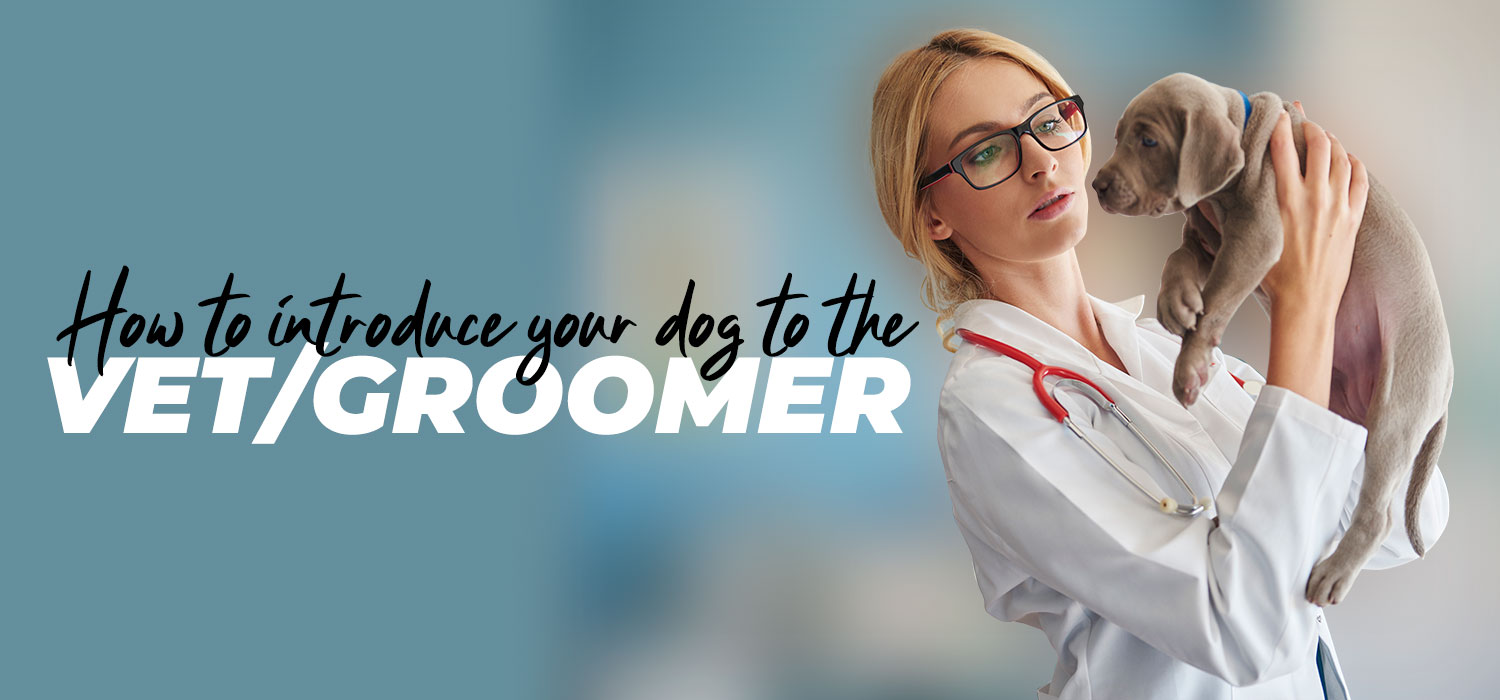 how to introduce your dog to the vet groomer