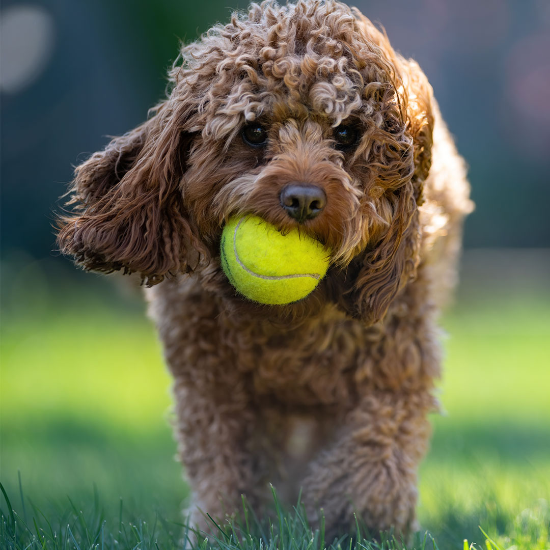 dog with ball