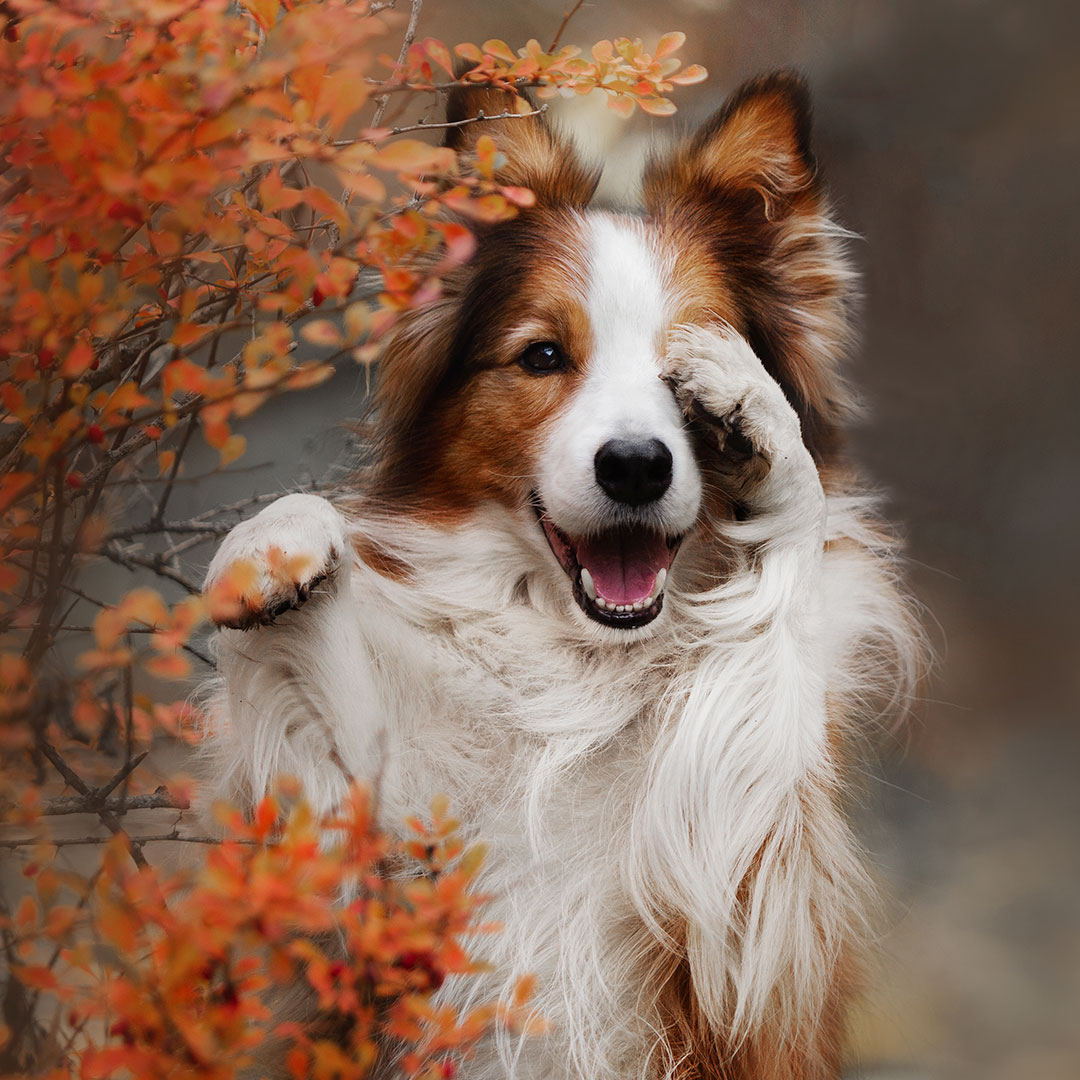 shy dog
