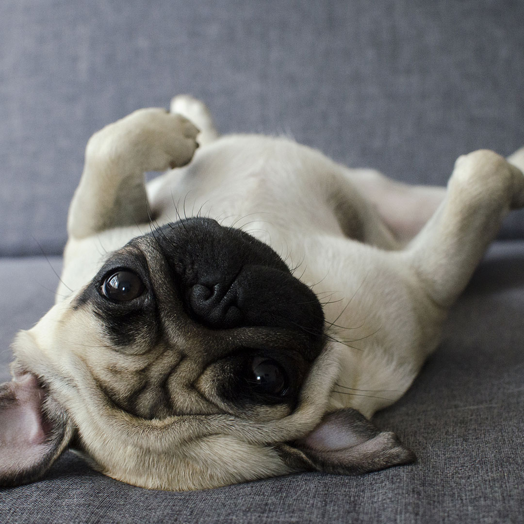 dog on its back
