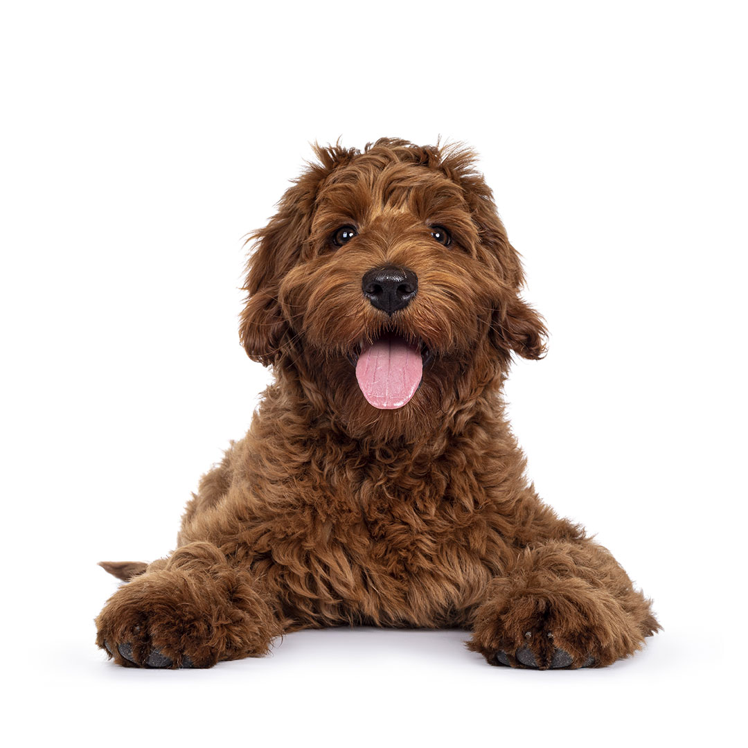 cute brown dog