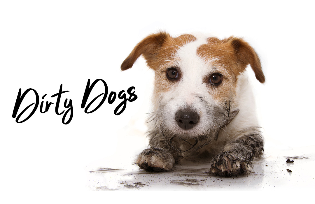 dirty dog