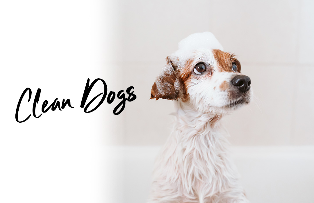 clean dogs