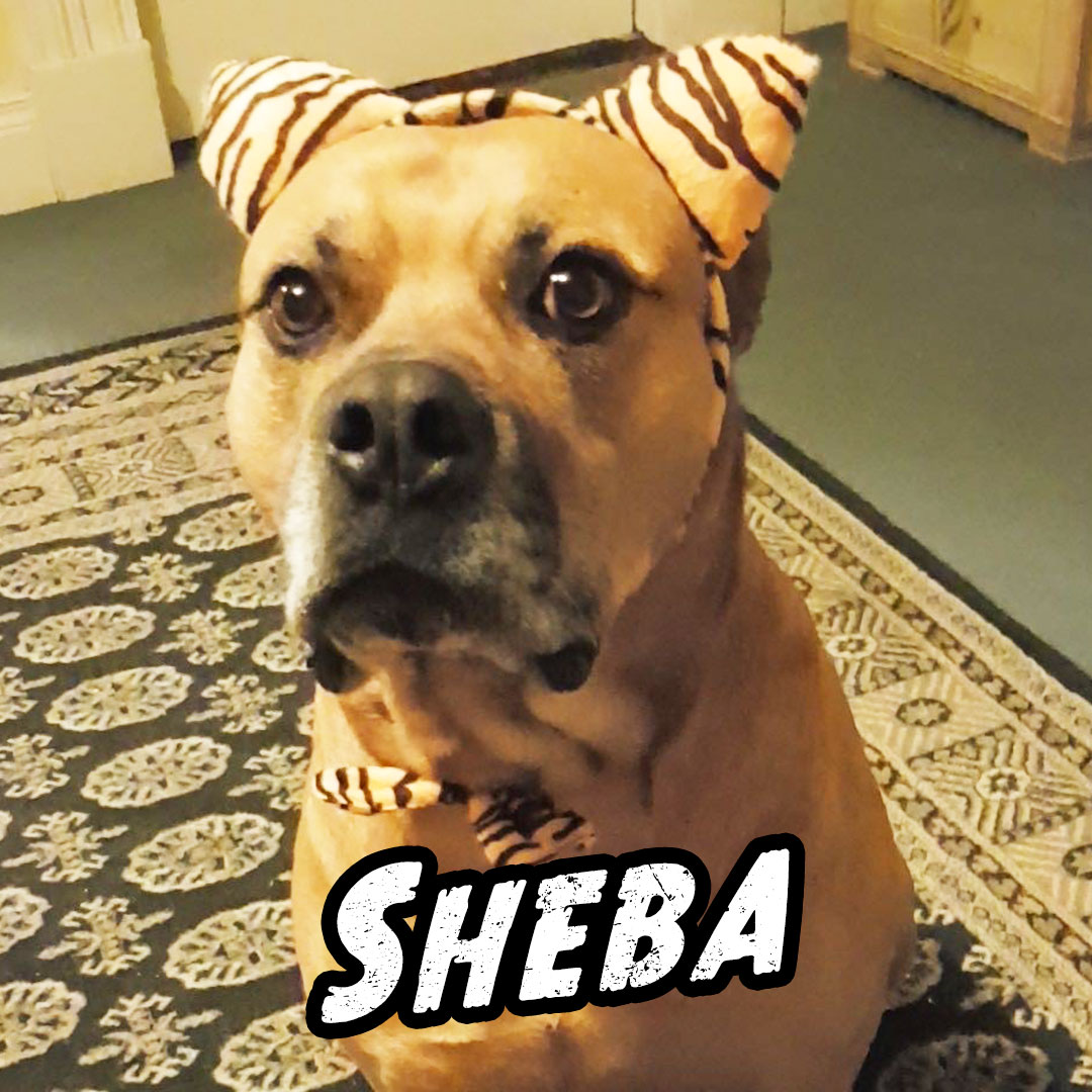 Sheba