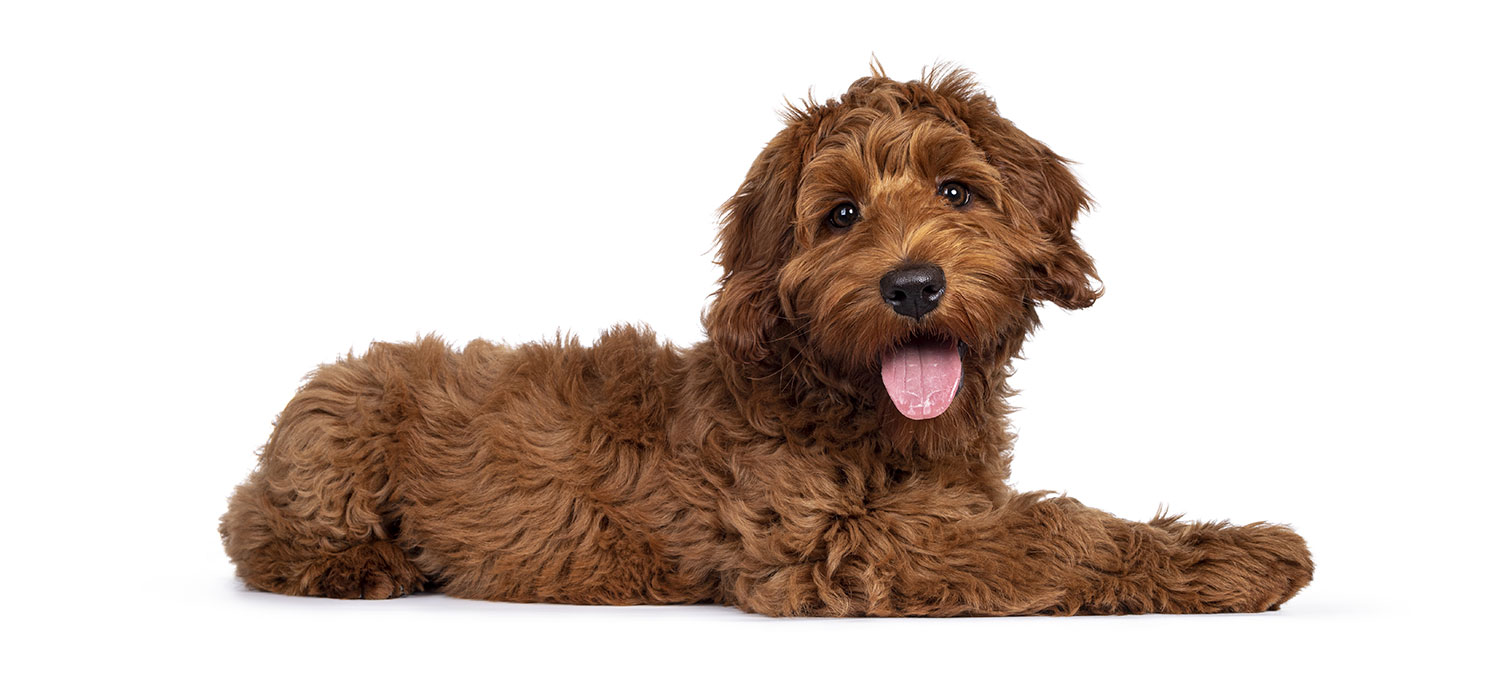 brown dog