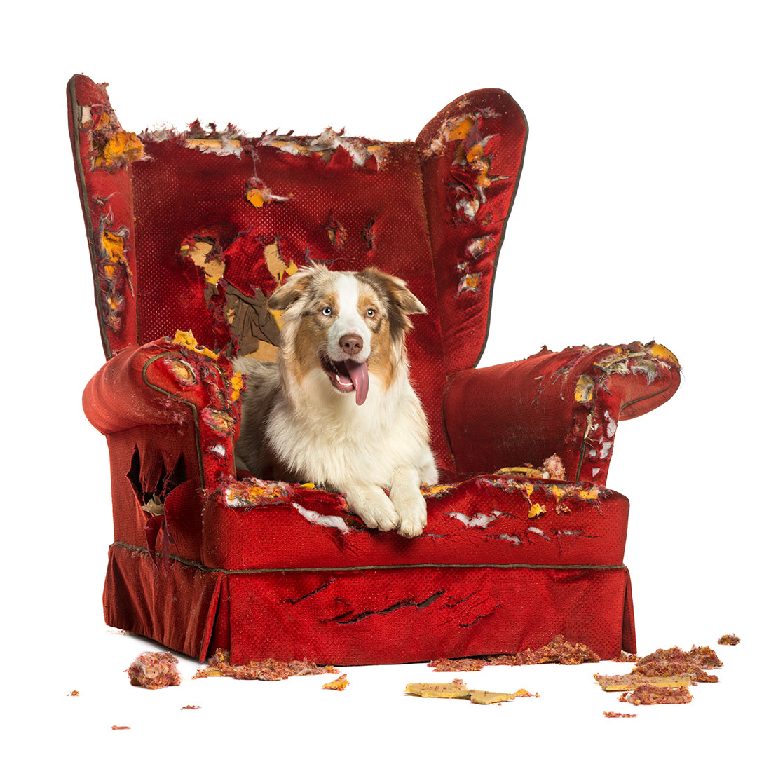 dog destroying seat