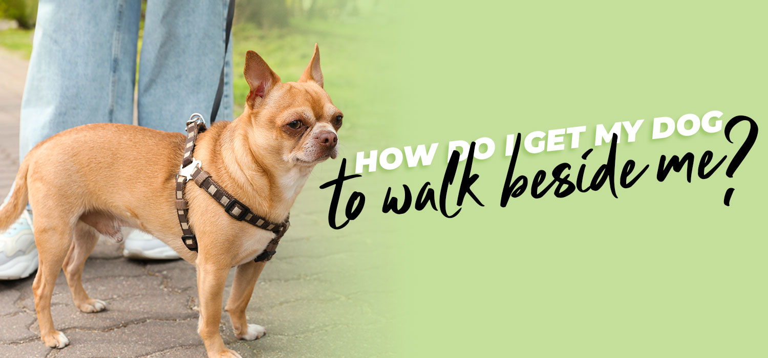 Dog walking beside owner