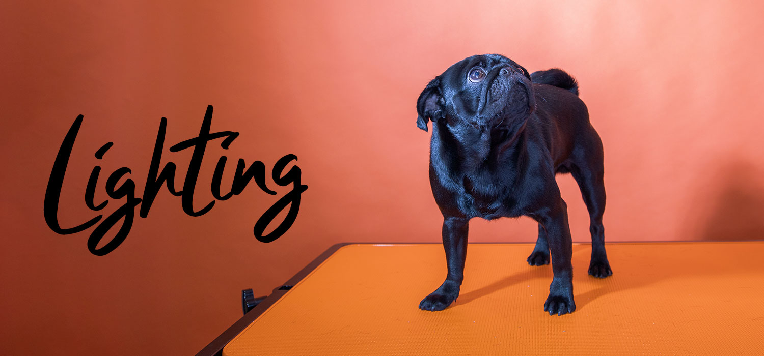 pug on orange background