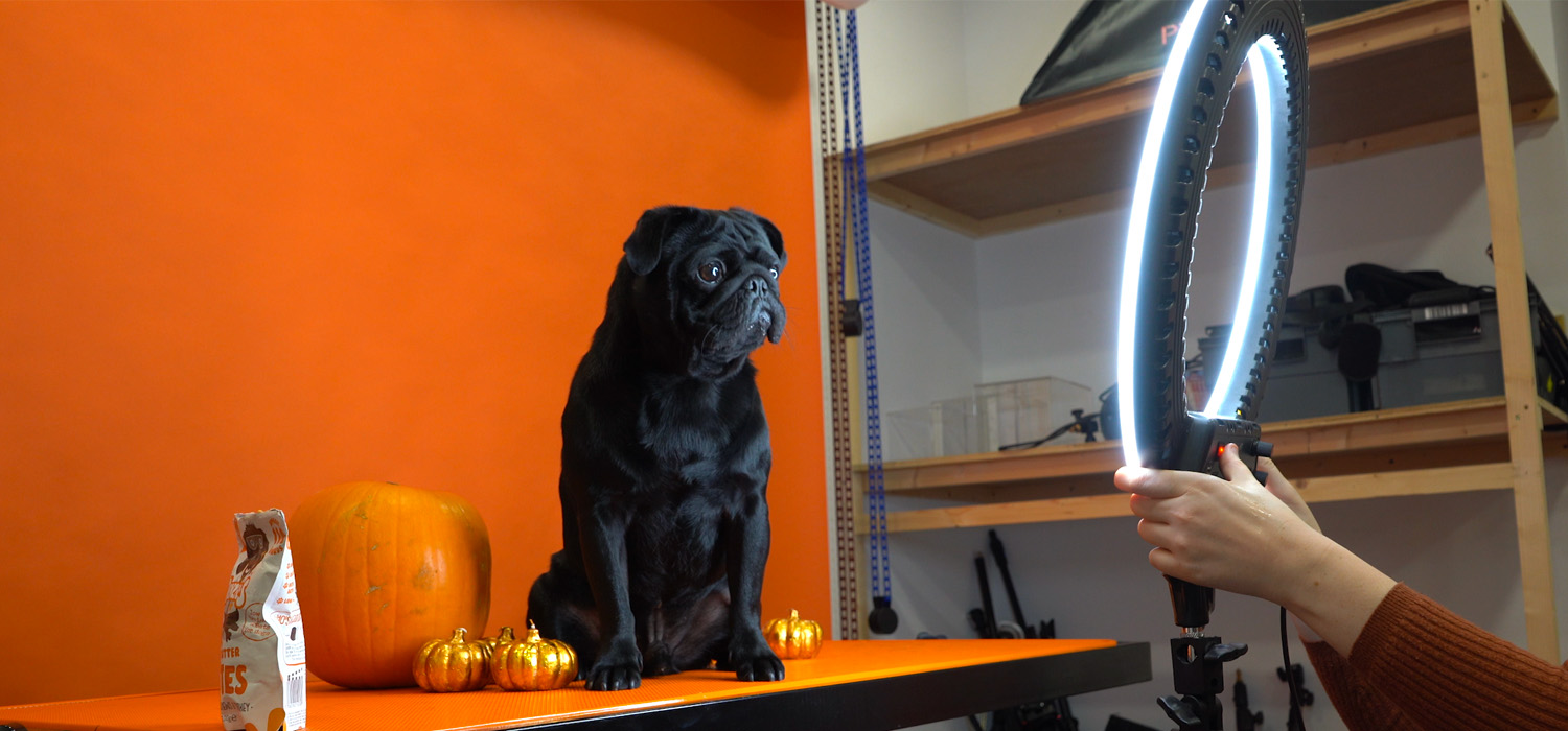 pug with ringlight